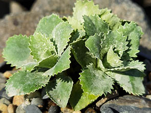 Primula marginata 'Elisabeth Fry'